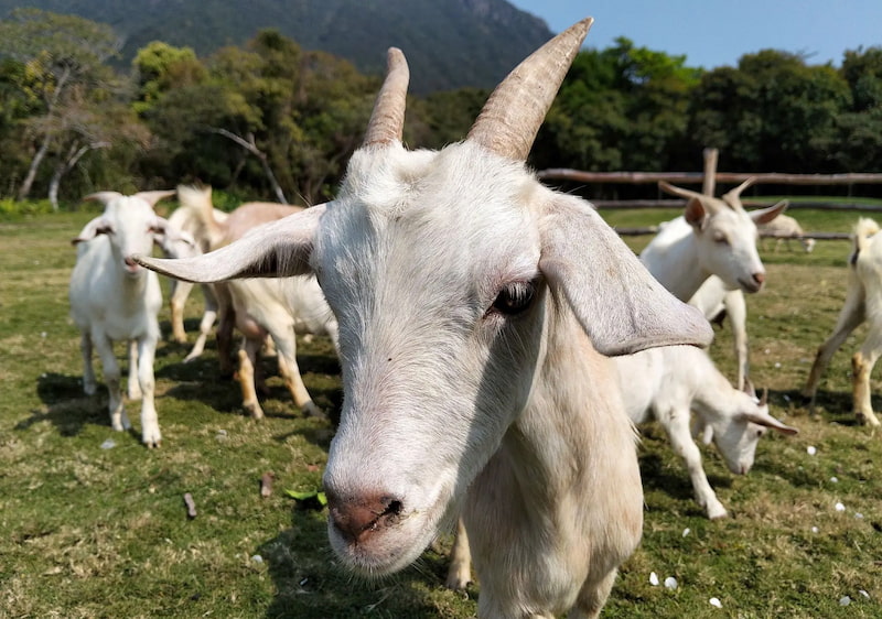 So sánh camera OPPO A5i và OPPO A5i Pro