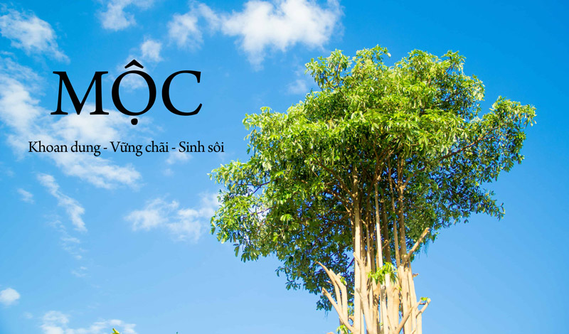 Sao Bát Tọa thuộc hành Mộc