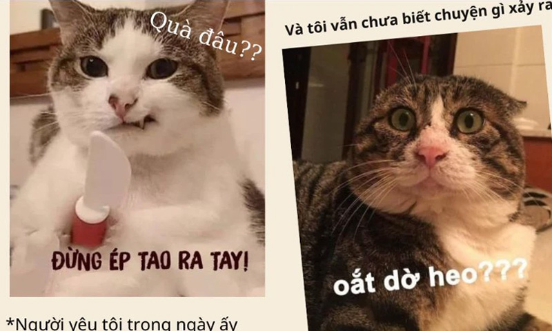 Lưu ngay meme 20/10 hài hước troll người yêu