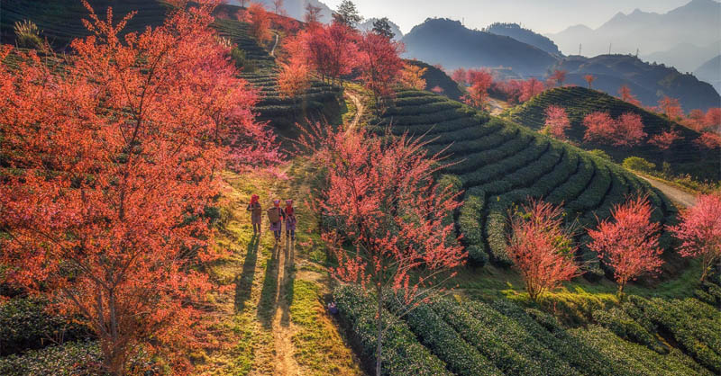 Du lịch Sa Pa vào mùa xuân