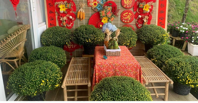 Trang trí Tết với cúc mâm xôi