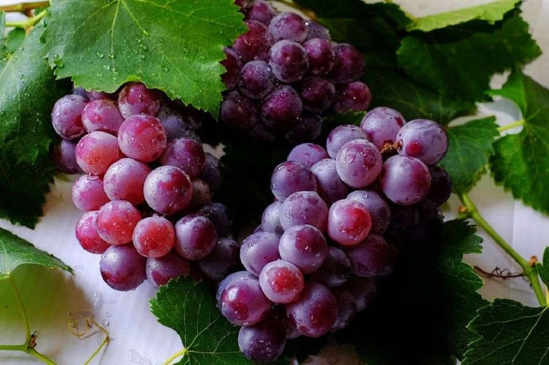 Các trùng nho tươi