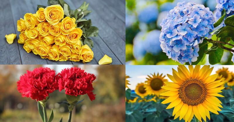 Các loài hoa để cắm vào 20/11