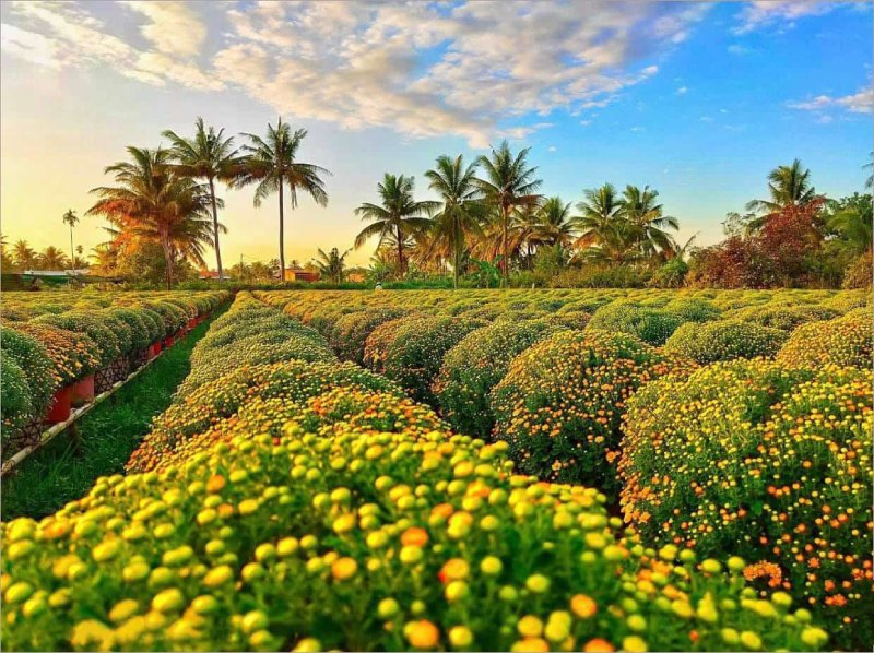 Làng hoa Sa Đéc thuộc tỉnh Đồng Tháp