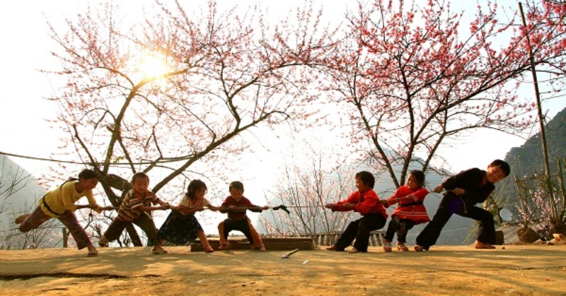 Trẻ em chơi kéo co dưới cây anh đào