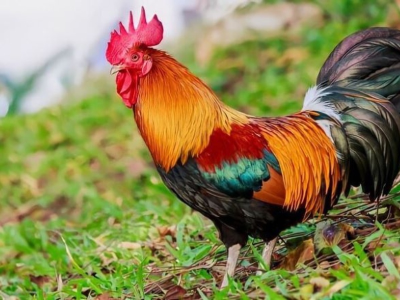 chọn mua gà trống khỏe mạnh, có mào đỏ tươi