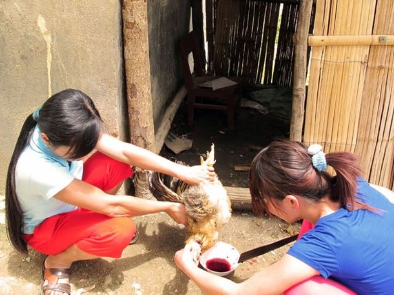 hướng dẫn cách cắt tiết gà chi tiết cho người mới bắt đầu