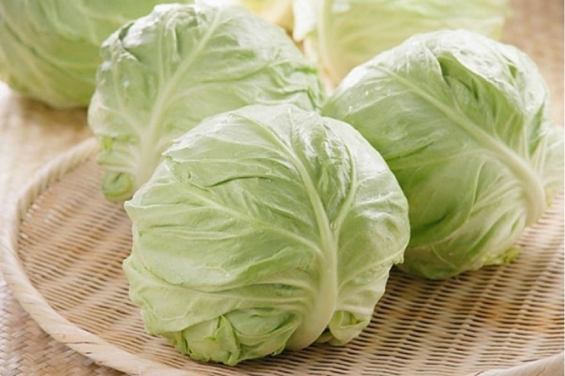 Bắp cải xanh tươi
