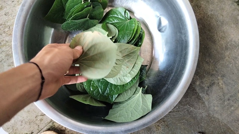 Thau lá lốt