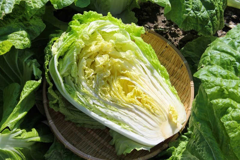 Cải thảo tươi xanh mướt