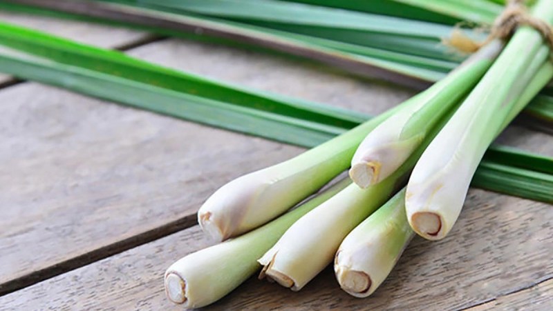 Bí quyết chọn mua sả tươi ngon