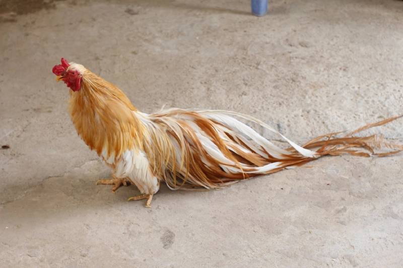 Bí quyết chọn gà chuẩn ngon