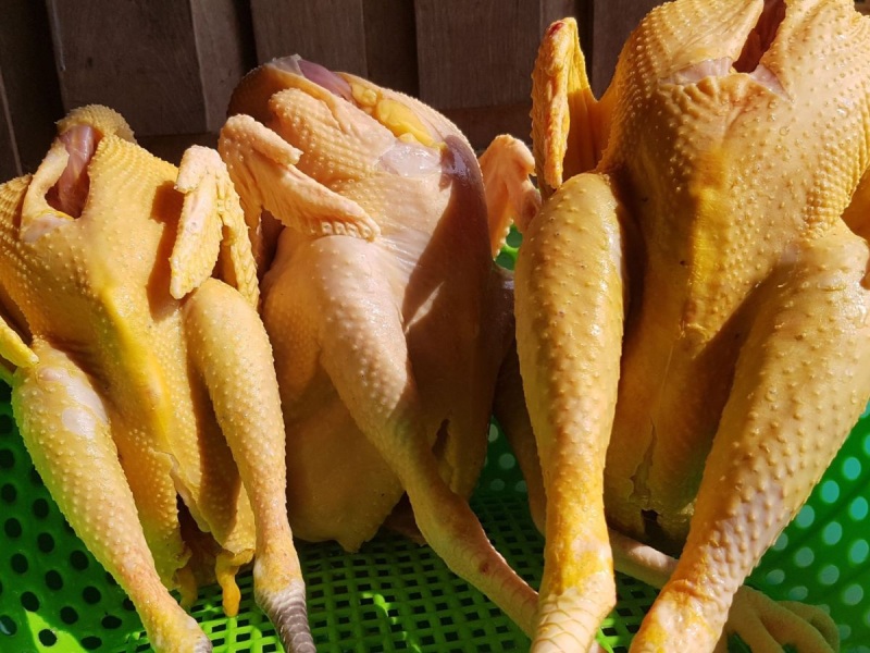 Gà tươi, vàng ươm