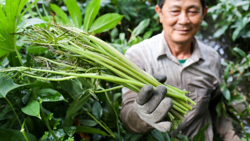 bó rau móp tươi vừa hái từ vườn