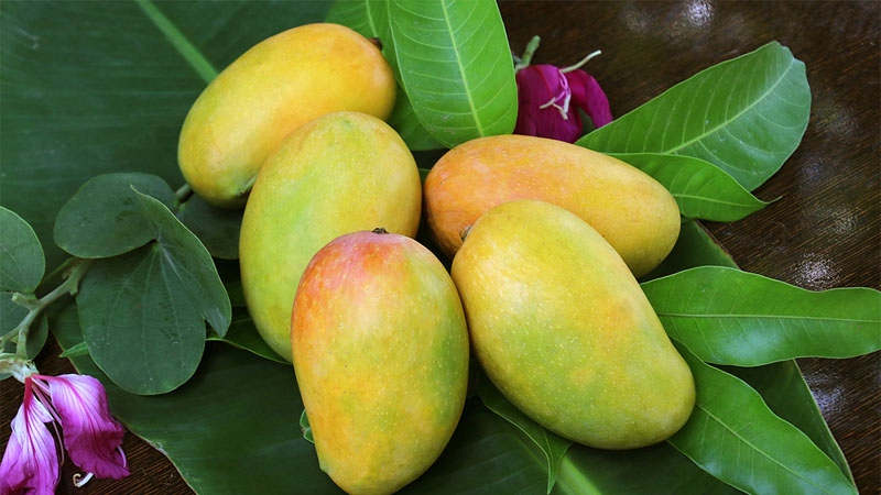  Xoài sống chín vàng - nguyên liệu làm gỏi chua ngọt