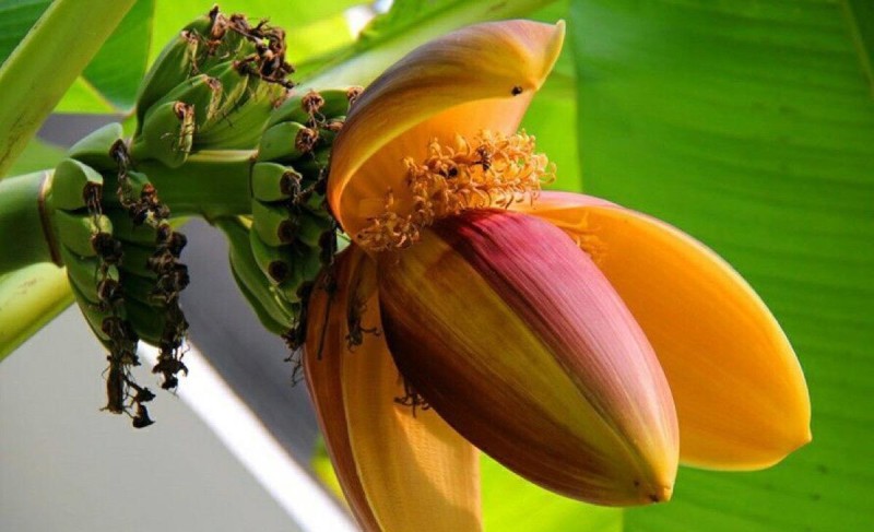 Những công dụng lợi ích của hoa chuối