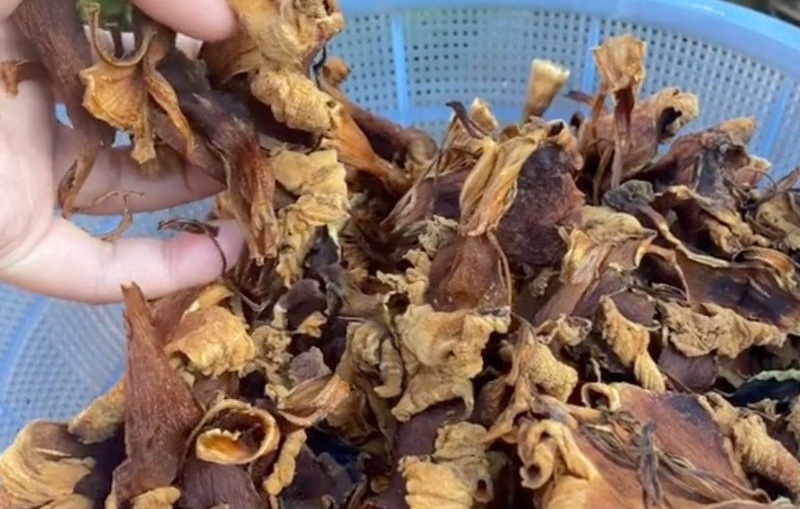 Hoa núc nác được đem phơi khô