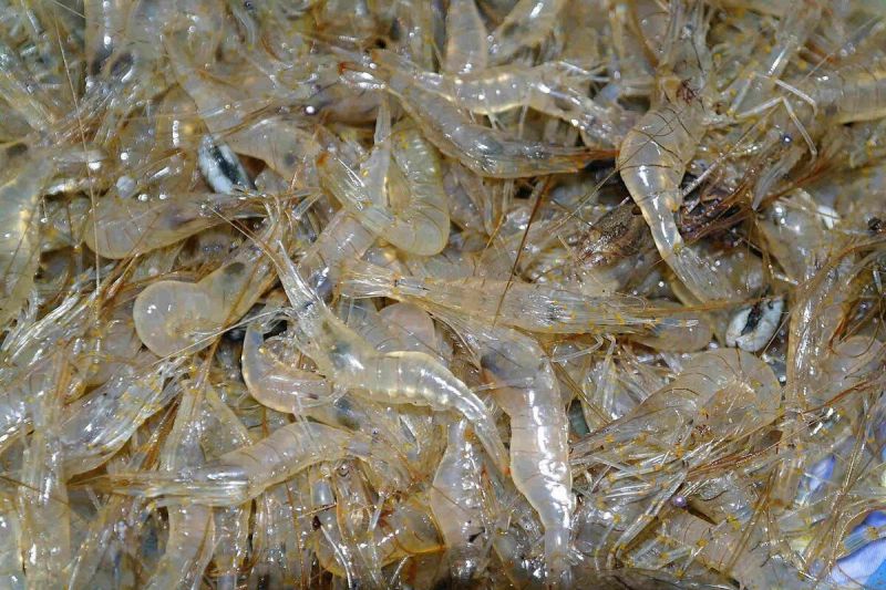 Tép tươi ngon phải còn sống, vỏ trong suốt, thân chắc khỏ