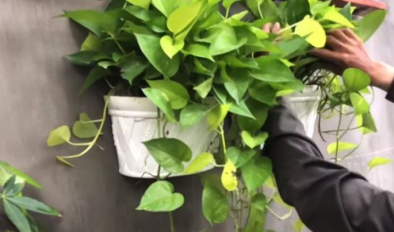  Trồng cây xanh quanh nhà giúp giảm nhiệt độ tổng thể cho mái tôn