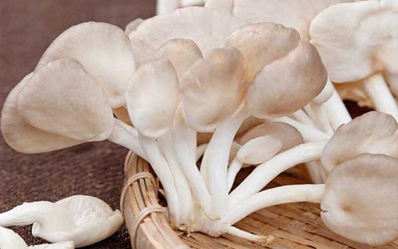 Nấm bào ngư trắng, sạch sẽ