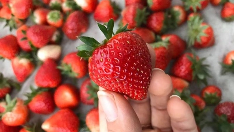 Quả dâu tây tươi