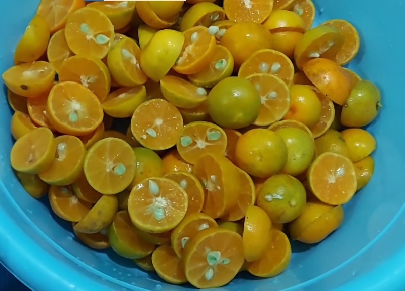 Cắt đôi trái tắc và vắt nước cốt