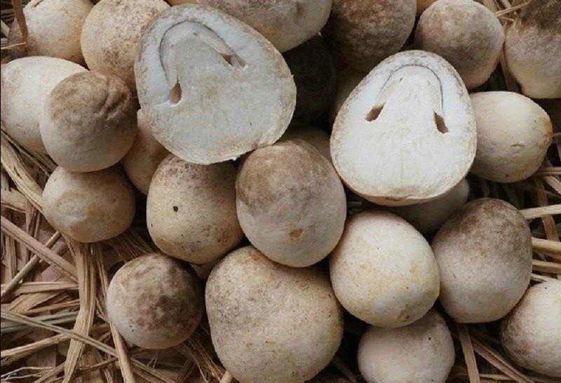 Mẹo chọn mua nấm rơm tươi ngon