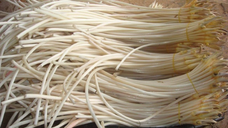 Từng chùm ngó sen trắng sạch