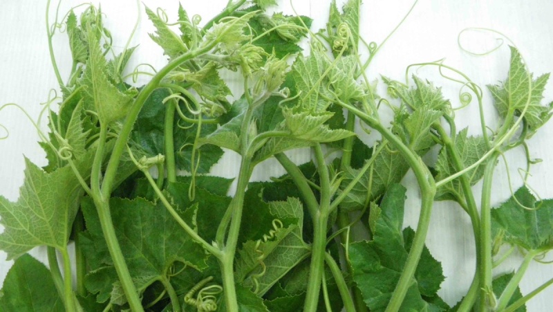 Ngọn rau bí non