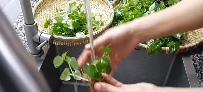 rửa sạch rau càng cua