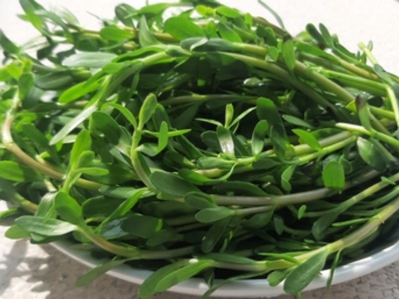 Sơ chế rau đắng