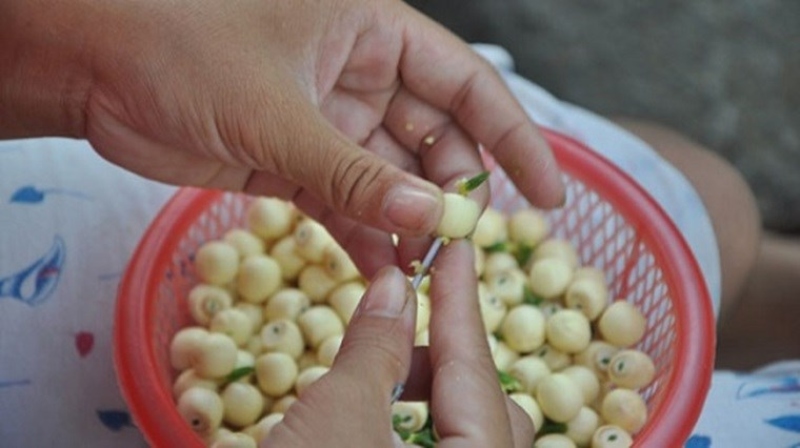 Lấy tâm hạt sen
