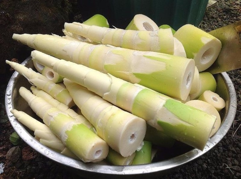 Bí quyết lựa chọn măng tươi ngon