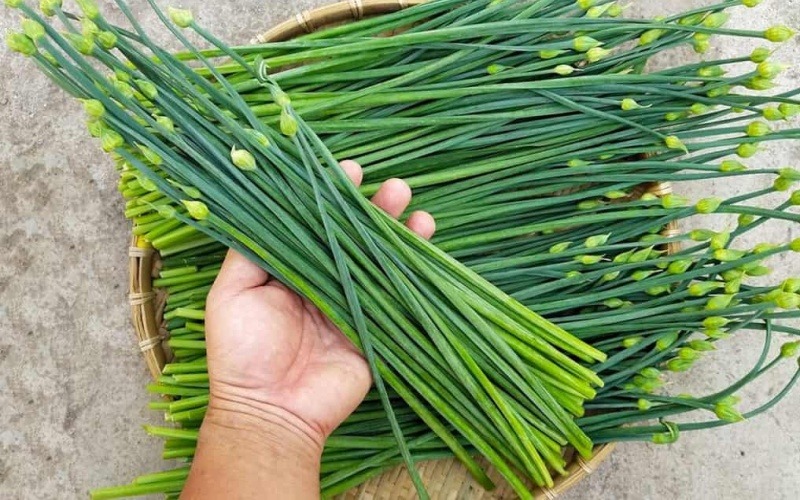 Những bó hẹ tươi ngon