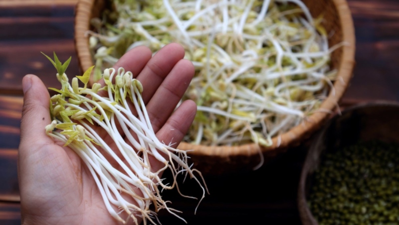 Chọn giá đỗ tươi