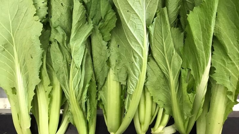 bí quyết chọn mua cải tươi