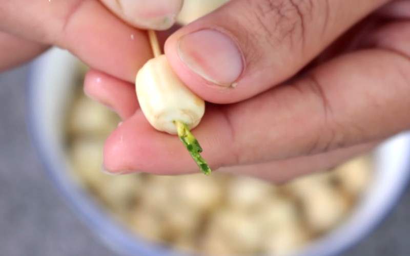 Tiến hành sơ chế hạt sen
