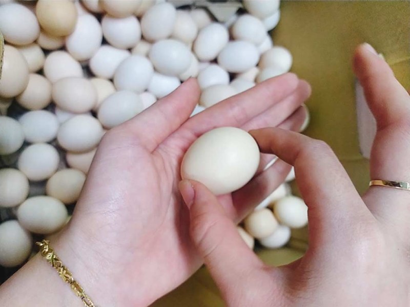 Bí quyết chọn trứng gà ngon