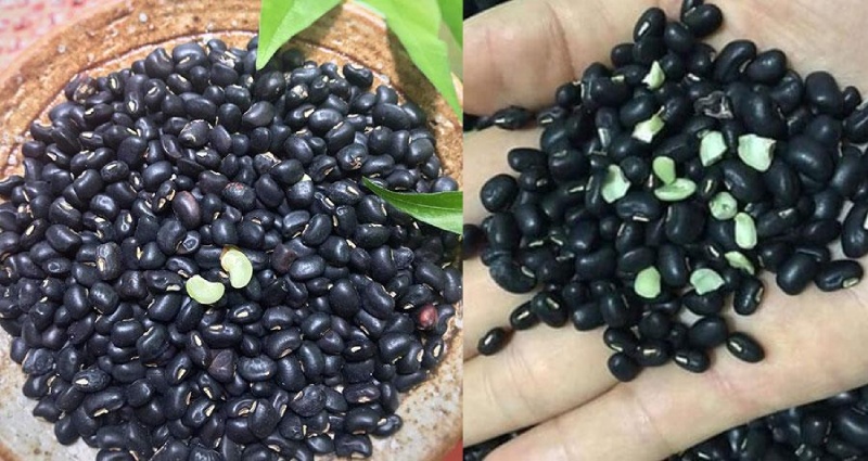 Hạt đỗ đen xanh lòng