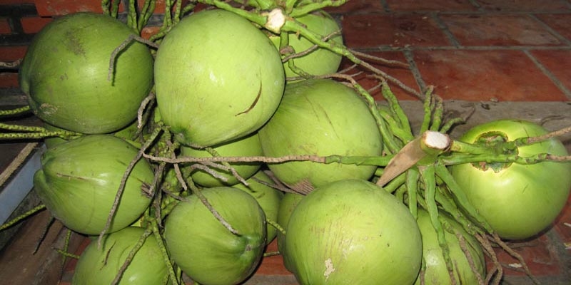 Chùm dừa xiêm tươi dùng để lấy nước nấu lẩu