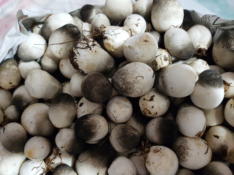 Nấm rơm tươi chưa sơ chế