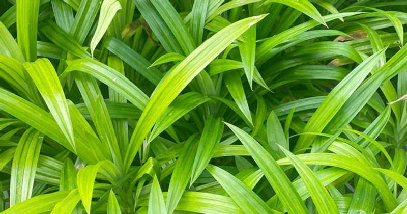 Lá dứa tươi tạo mùi thơm tự nhiên