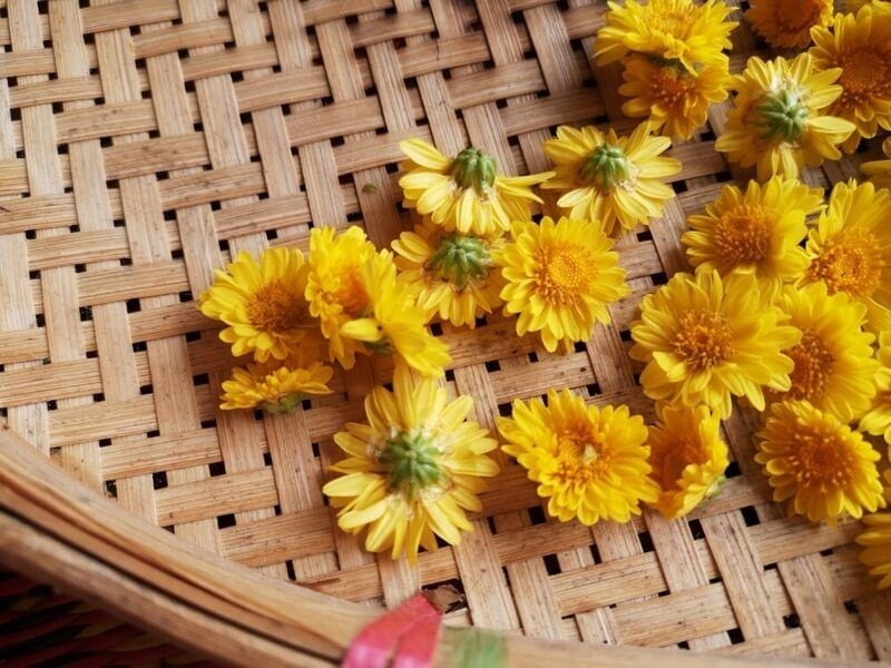 Hoa cúc vàng phơi khô nấu nước mát