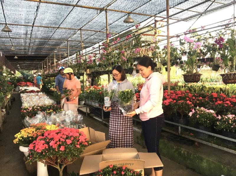 Chọn mua hoa kiểng chuẩn bị đón Tết