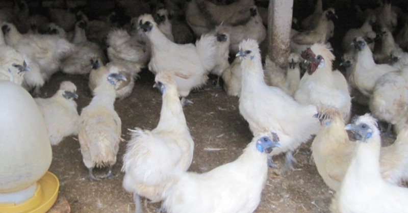 Những con gà ác với bộ lông màu trắng