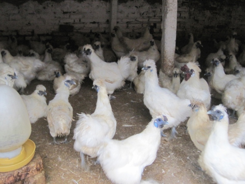 Những con gà ác đang chờ ăn