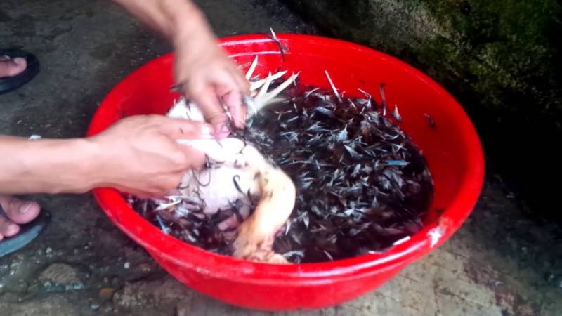 Nhổ lông gà bằng nước nóng