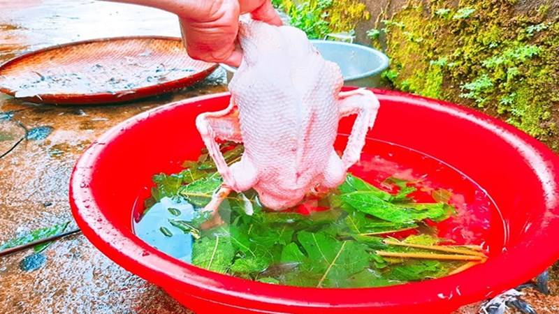Vò một nắm lá đu đủ và đun sôi cùng nước
