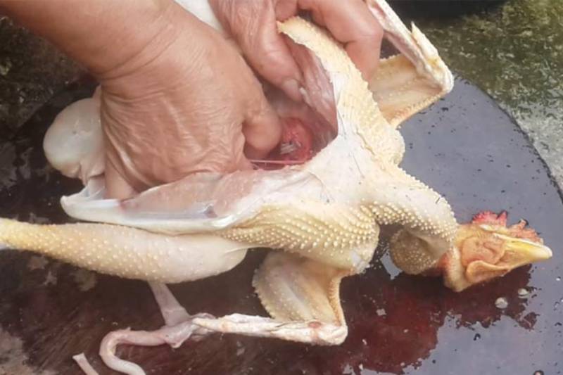 hướng dẫn mổ gà nhanh chóng