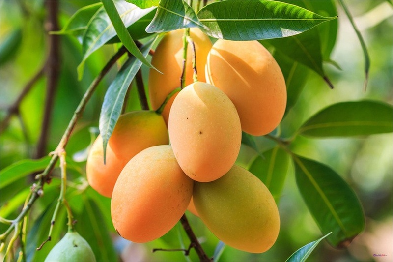 Những trái xoài chín mỏng